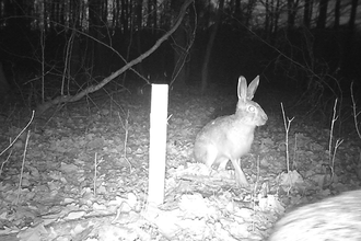Der Wald und seine Bewohner im Winter | © Roland Fischer