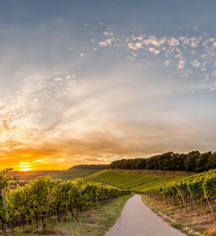 Weinberge Weinsüden Weinort Brackenheim | © Kraichgau-Stromberg Tourismus e.V.