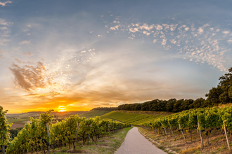Weinberge Weinsüden Weinort Brackenheim | © Kraichgau-Stromberg Tourismus e.V.