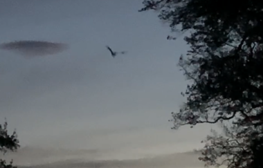 Fledermäuse finden Freunde – Mit dem Bat-Detektor auf Entdeckungsreise