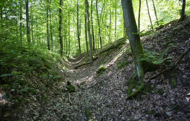 Eppinger Linien - Wallgraben im Wald | Eppingen | Naturpark Stromberg-Heuchelberg | HeilbronnerLand | © Naturpark Stromberg Heuchelberg | Stadt Eppingen