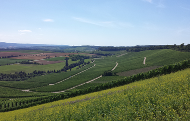 Heuchelberg auf Rad und Pfad | E-Bike Tour