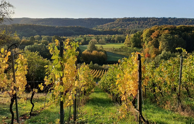 Weinberge in Zaberfeld mit Wald im Hintergrund | © Neckar-Zaber-Tourismus e.V.