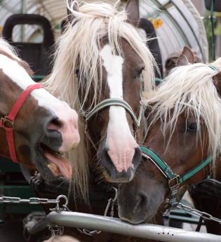 Unterwegs wie einst die Mönche | © Klosterwelten