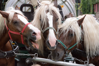 Unterwegs wie einst die Mönche | © Klosterwelten