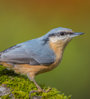 Vogelstimmenwanderung  mit der NABU Gruppe Kraichtal | © Stadt Kraichtal