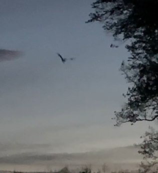 Vortrag „Fledermäuse finden Freunde - Verbreitung der Fledermäuse im Naturpark“ mit Klaus Timmerberg