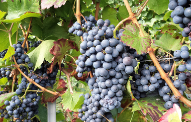 Wein - Sensorik - Kulinarik