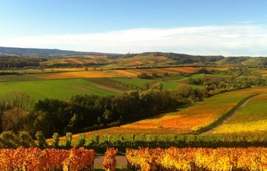 Wein-Rad-Runde | E-Bike Tour