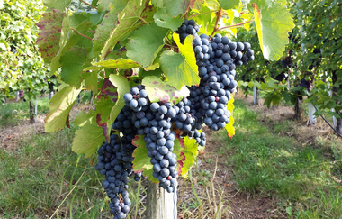 Wein-Rad-Runde | E-Bike Tour