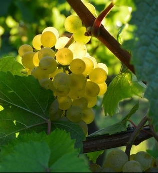 Wein und Wandern | © Stadt Kraichtal