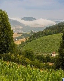 Weinbergsführung im Laufe der Jahreszeiten im Tauberbischofsheimer Edelberg
