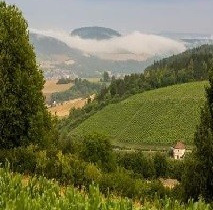 Weinbergsführung im Laufe der Jahreszeiten im Tauberbischofsheimer Edelberg