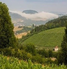 Weinbergsführung im Laufe der Jahreszeiten im Tauberbischofsheimer Edelberg