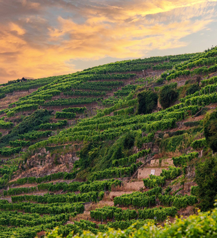 Steillagen "Lauffener Katzenbeißer" | Lauffen am Neckar | HeilbronnerLand | © Touristikgemeinschaft HeilbronnerLand e.V.