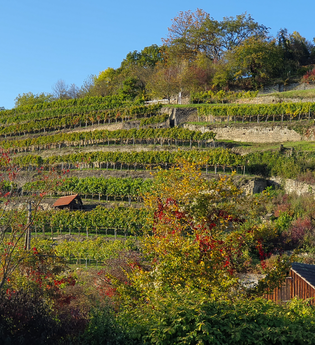 Weinkultur und Schnapsideen – Kloster Maulbronn und Schnapsmuseum Bönnigheim | © Stadt Maulbronn