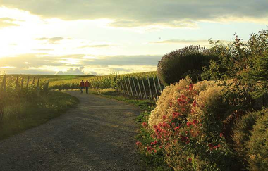 Württembergischer Weinwanderweg | Weinsüden Weinort Brackenheim | HeilbronnerLand | © Neckar-Zaber-Tourismus - Reinhard Rrieger