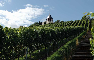 Weinbergstäffele am Michaelsberg Cleebronn | Weinsüden Weinort HeilbronnerLand | © Weingärtner Cleebronn-Güglingen