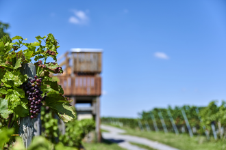 Aussichtskanzel in den Weinbergen | Kürnbach | © Kraichgau-Stromberg Tourismus e.V.