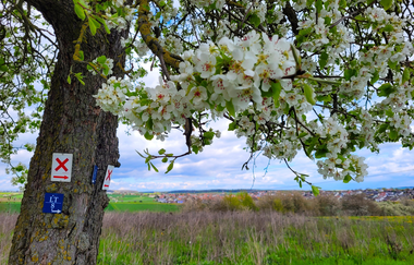 Großrinderfeld | © Liebliches Taubertal