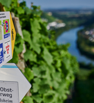Ein Wanderwegweiser mit Symbolen verschiedener Routen steht vor einer Weinbergkulisse mit Blick ins Neckartal. | © Kraichgau-Stromberg Tourismus e.V.