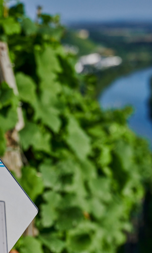 Ein Wanderwegweiser mit Symbolen verschiedener Routen steht vor einer Weinbergkulisse mit Blick ins Neckartal. | © Kraichgau-Stromberg Tourismus e.V.