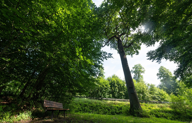 Große Eiche auf einer Wiese vor grüner Hecke | © Stadt Sinsheim