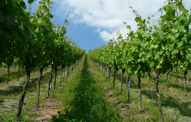 Sachsenheim | © Stadt Sachsenheim