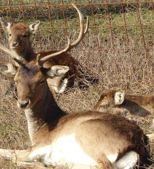 Angelbach-Tierpark in Rauenberg | © Landratsamt Rhein-Neckar-Kreis