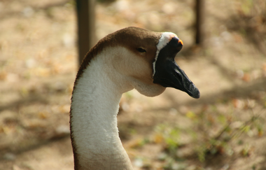Angelbach-Tierpark in Rauenberg | © Landratsamt Rhein-Neckar-Kreis