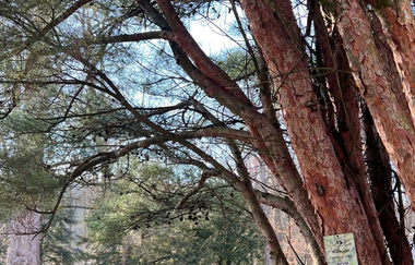 Baumpfad Neckarbischofsheim | © Dr. Köthe