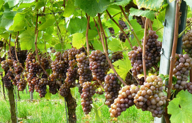 Becksteiner Winzer eG