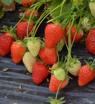 Beerenhof Grötzinger | Erdbeeren | Hofverkauf Brackenheim | © Neckar-Zaber-Tourismus e.V.