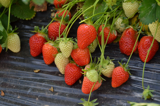 Beerenhof Grötzinger | Erdbeeren | Hofverkauf Brackenheim | © Neckar-Zaber-Tourismus e.V.