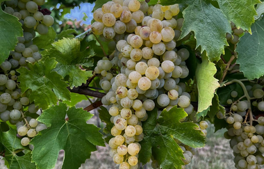 Besenwirtschaft Czech | © Weingut & Besenwirtschaft Czech