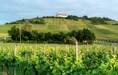 Besenwirtschaft Leiterwägele | Cleebronn | Blick auf den Michaelsberg | © Neckar-Zaber-Tourismus e.V.