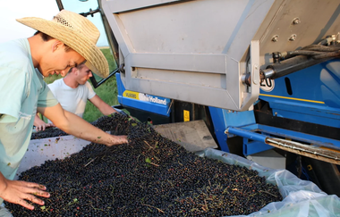 Ernte | Biolandhof Stengel | Brackenheim | © Neckar-Zaber-Tourismus e.V.