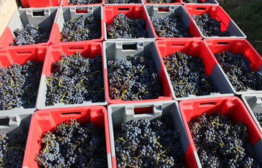 Traubenlese | Biolandhof Stengel | Brackenheim | © Neckar-Zaber-Tourismus e.V.