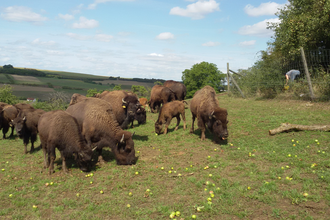 Bisonhof Alois Nuß | © Bisonhof Nuß