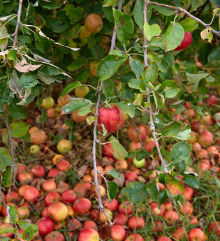 Brennerei Nuber Kraichtal-Gochsheim