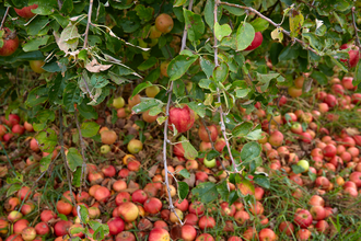 Brennerei Silberberg in Kraichtal-Neuenbürg