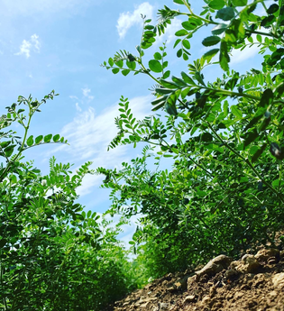 Bubenlohe | © Liebliches Taubertal