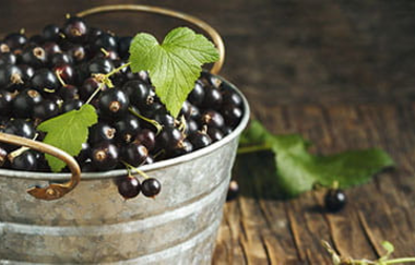 Blecheimer randvoll gefüllt mit schwarzen Johannisbeeren und einigen grünen Blättern | © Cassismanufaktur Danner GmbH & Co. KG