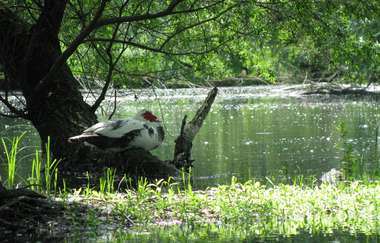 der flusswanderer in Ladenburg | © "derflusswanderer" Ladenburg