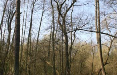 Flächennaturdenkmal Schwallenbrunnen | © BTMV Bruchsal