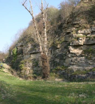 Flächennaturdenkmal Steinbruch Pfaffenloch | © BTMV Bruchsal