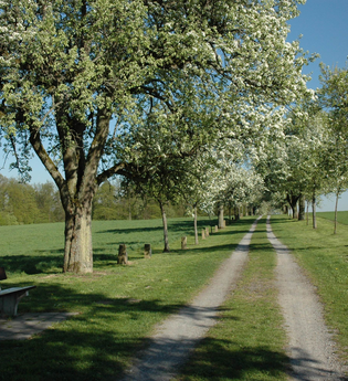 Grenzsteinpfad mit Birnbaumallee Kleingartach | © Stadt Eppingen