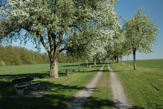 Grenzsteinpfad mit Birnbaumallee Kleingartach | © Stadt Eppingen