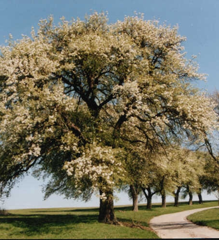 Kernobstallee auf dem Michaelsberg | © BTMV Bruchsal