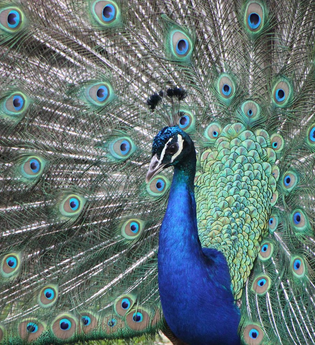 Kleintierpark Bad Schönborn-Mingolsheim | © Kleintierpark Bad Schönborn e.V.